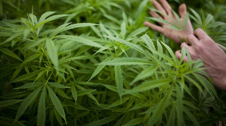 Atlanta Mayor Kasim Reed said he is not sure if he would sign legislation that would reduce punishments for possessing marijuana. (Photo by Uriel Sinai/Getty Images)