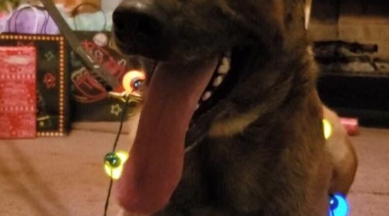 K-9 Thorr had to be put down due to injuries sustained in an automobile accident in the line of duty.