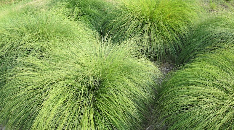 Even the straight species of prairie dropseed can find a place in many gardens, growing only 24 to 36 inches high and wide with a mound of fine-textured foliage that turns golden-orange in fall. (Hoffman Nursery)