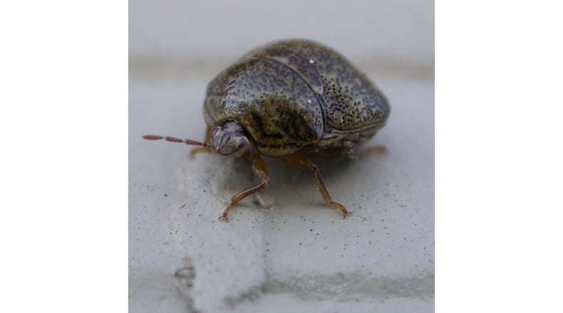 One control method that's not recommended for kudzu bugs is vacuuming them up. Once you have the smell of kudzu bugs in your vacuum cleaner, you will always have that noxious smell when you use it. (Courtesy of the University of Georgia)