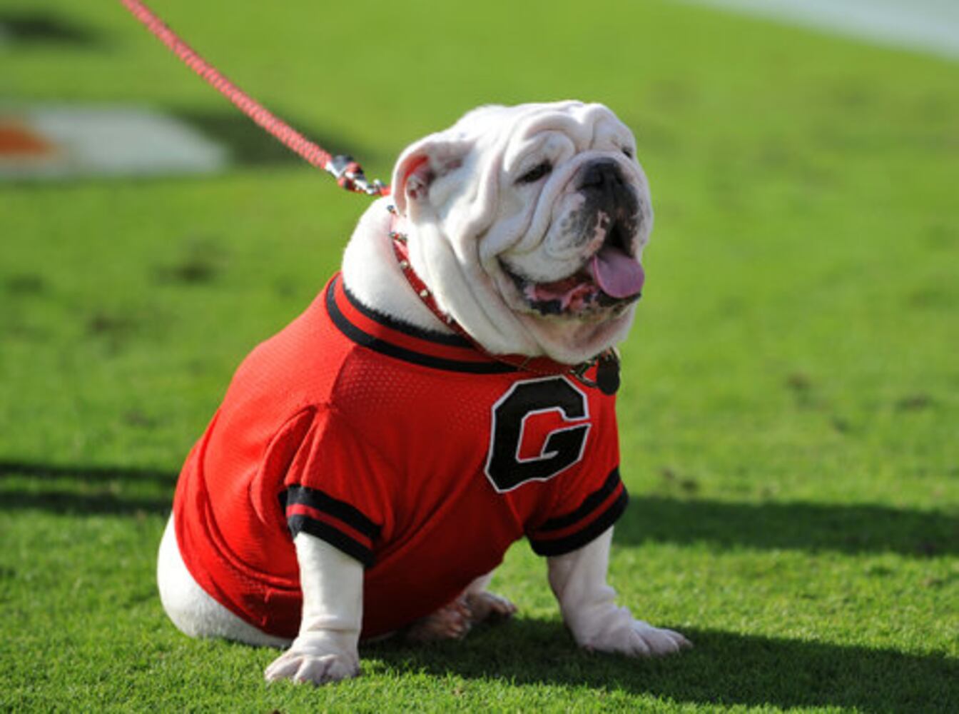 Georgia mascot Uga VII dies