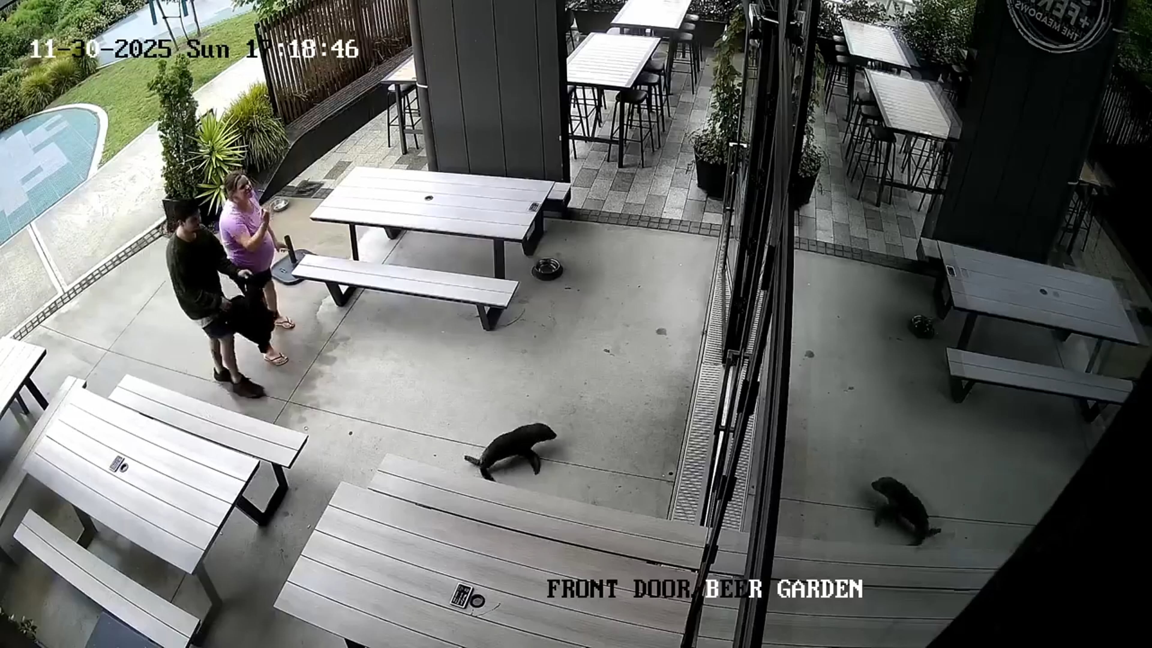This security footage provided by Sprig + Fern The Meadows, shows a seal entering a bar in Richmond, New Zealand, on Nov. 30, 2025. (Sprig + Fern The Meadows via AP)