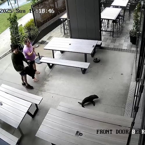 This security footage provided by Sprig + Fern The Meadows, shows a seal entering a bar in Richmond, New Zealand, on Nov. 30, 2025. (Sprig + Fern The Meadows via AP)