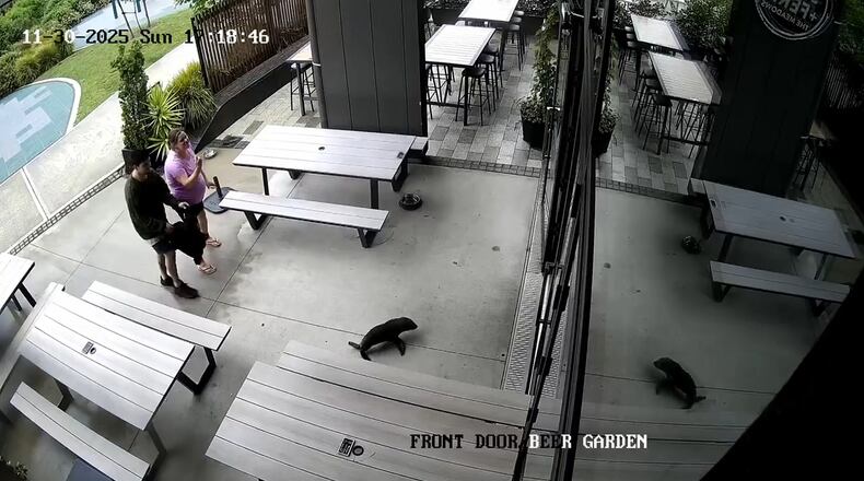 This security footage provided by Sprig + Fern The Meadows, shows a seal entering a bar in Richmond, New Zealand, on Nov. 30, 2025. (Sprig + Fern The Meadows via AP)