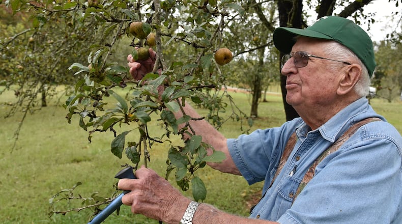 Jim Lawson picks an apple from a tree he planted about 30 years ago. The orchard, long since abandoned, still bares apples. At 89 years old, he occasionally bench-grafts, but nowhere near the rate he once did. BRANT SANDERLIN/BSANDERLIN@AJC.COM