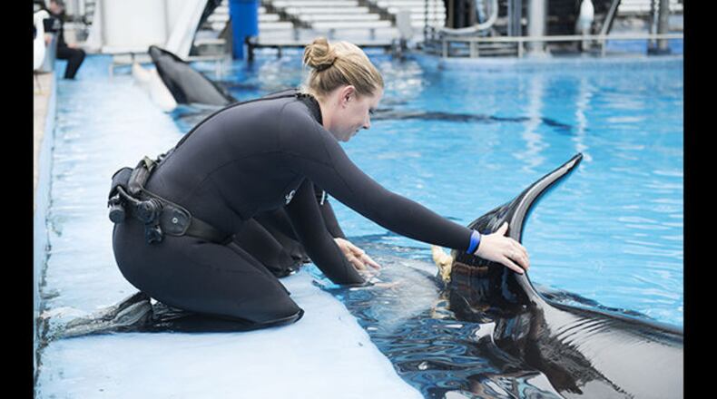 Katina, a killer whale at SeaWorld in Orlando, injured a dorsal fin interacting with other whales, officials said. (Photo: SeaWorld)