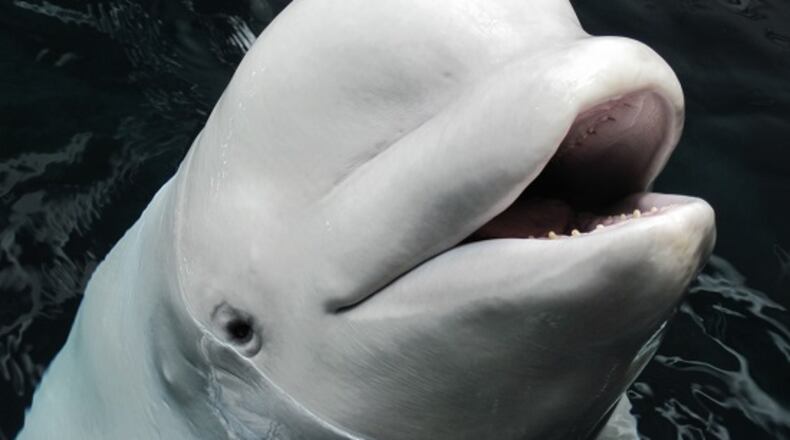 Beluga whale Maris died Thursday afternoon at the Georgia Aquarium. (Credit: Georgia Aquarium)