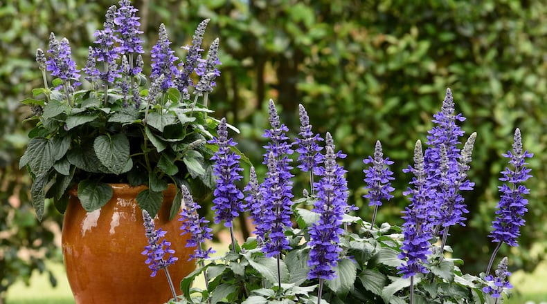Misty salvia is a new compact indigo spires, perfect for landscape and containers. (Photo courtesy of Ball Horticultural)