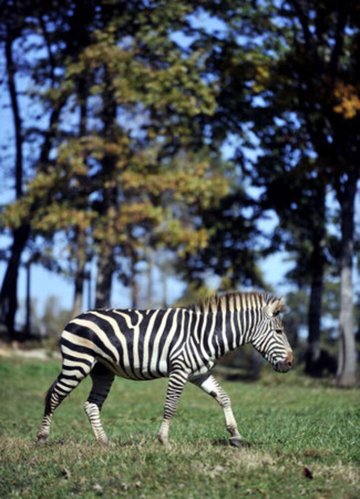 Zedonk a star at Chestatee Wildlife Preserve