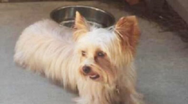 Brookhaven police say a woman claimed this dog was stolen, but it actually ran away.