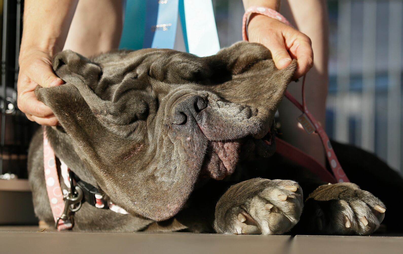 World's Ugliest Dogs 2017
