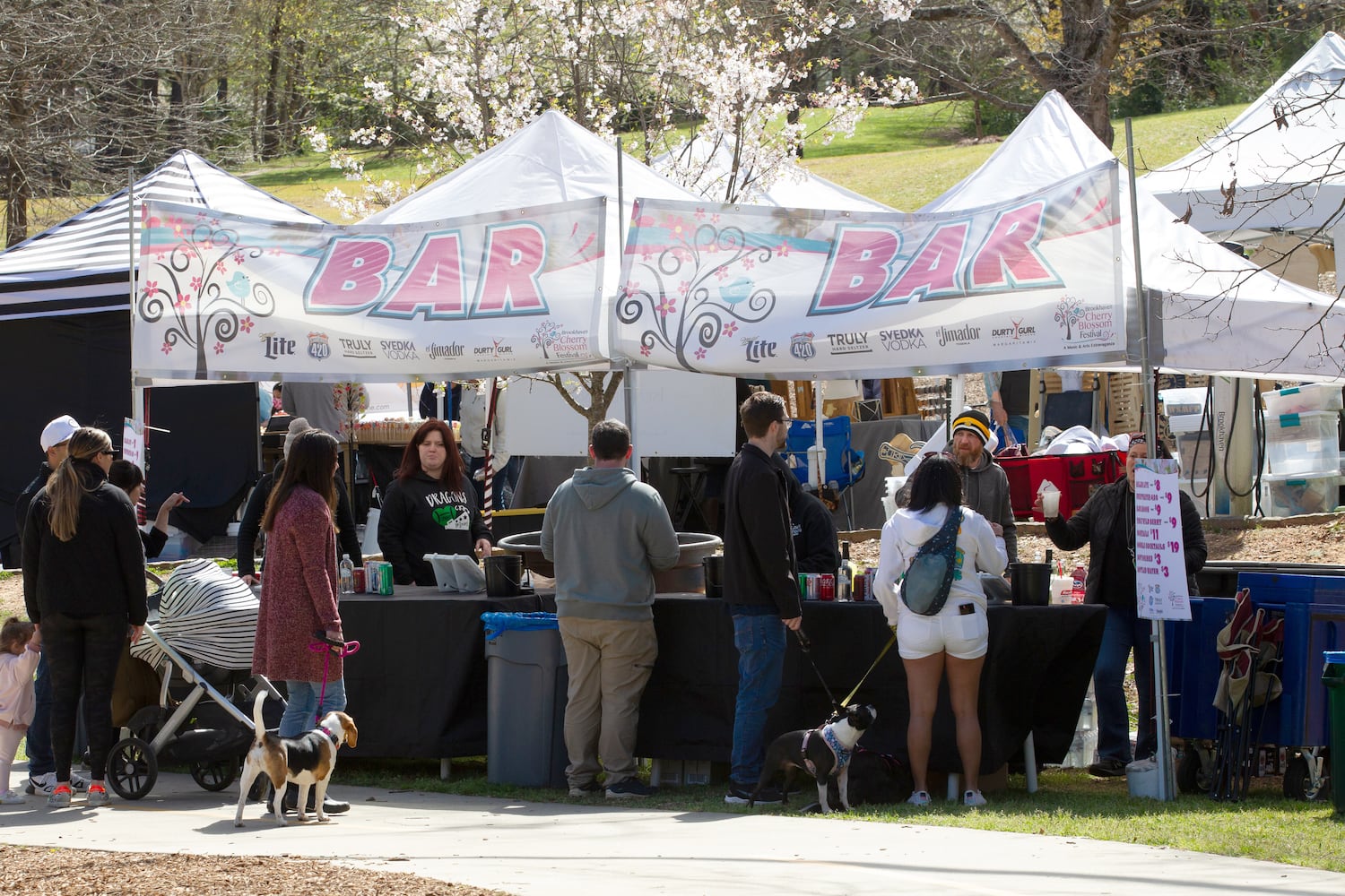 Cherry Blossom Festival 