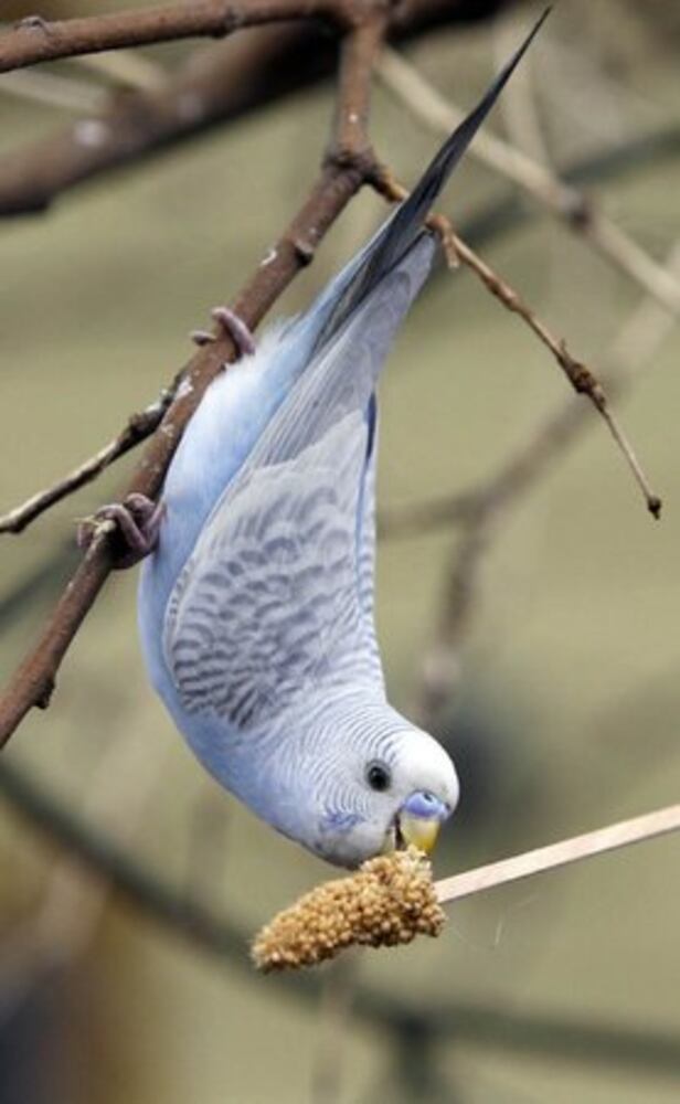 New aviary open at Zoo Atlanta