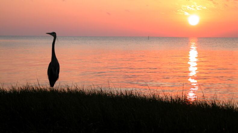 Blue heron poses at sunset over the Apalachicola Bay.