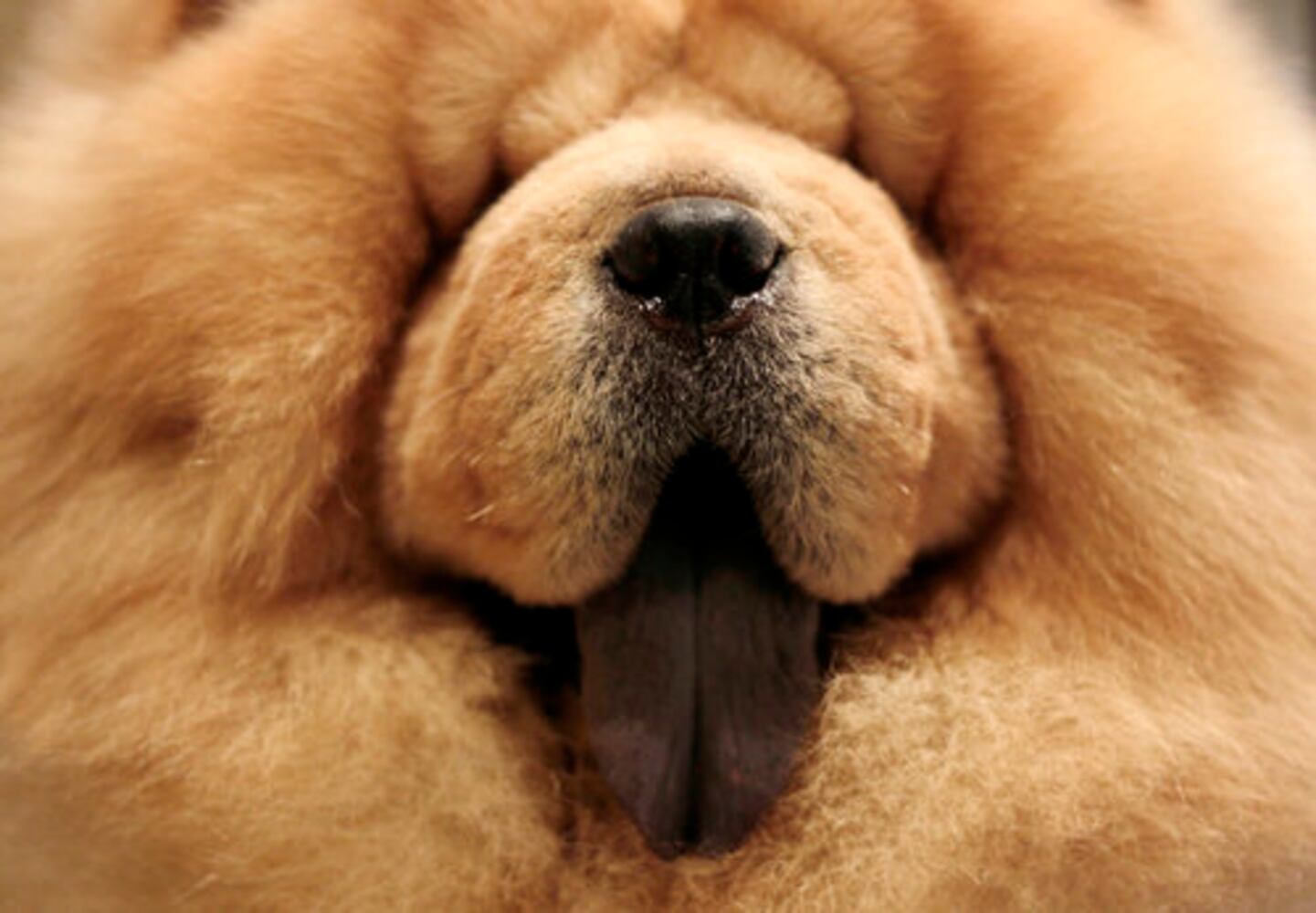 Westminster Dog Show