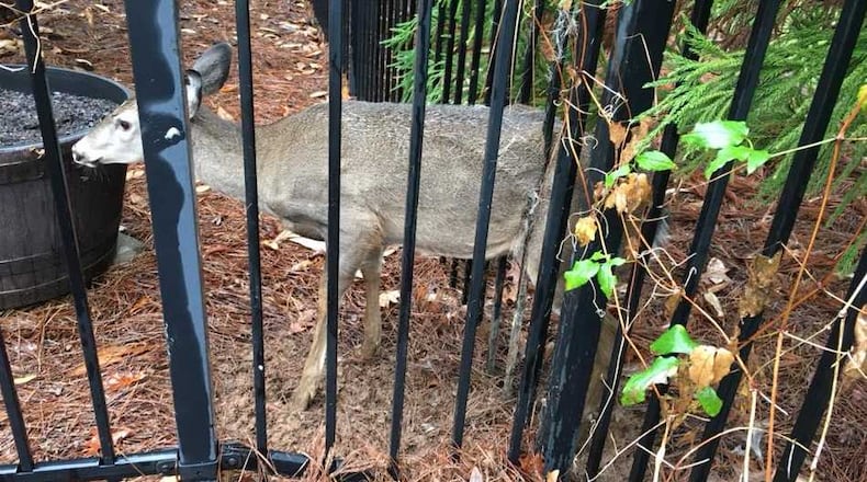 After a deer got stuck in a homeowner's fence, a Roswell police officer freed it by using a car jack.
