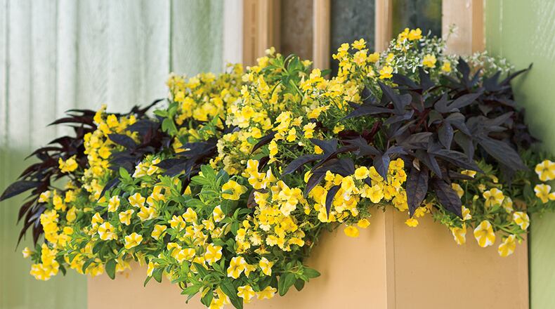 Superbells Lemon Slice excels in baskets and window boxes and mixed containers. (Photo courtesy of Proven Winners)