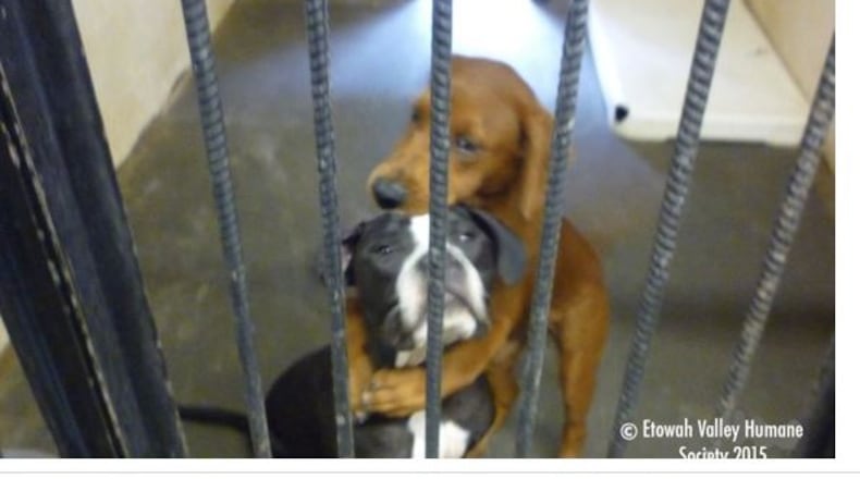 These two hugging pups are now stars for a animal rescue group (Angels Among Us Pet Rescue Inc.)