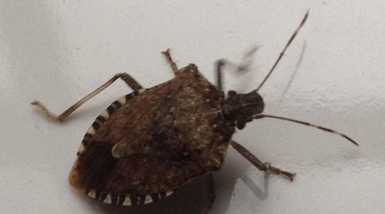 Winter does little but slow down the reinfestation of stinkbugs and other pests. CONTRIBUTED BY WALTER REEVES