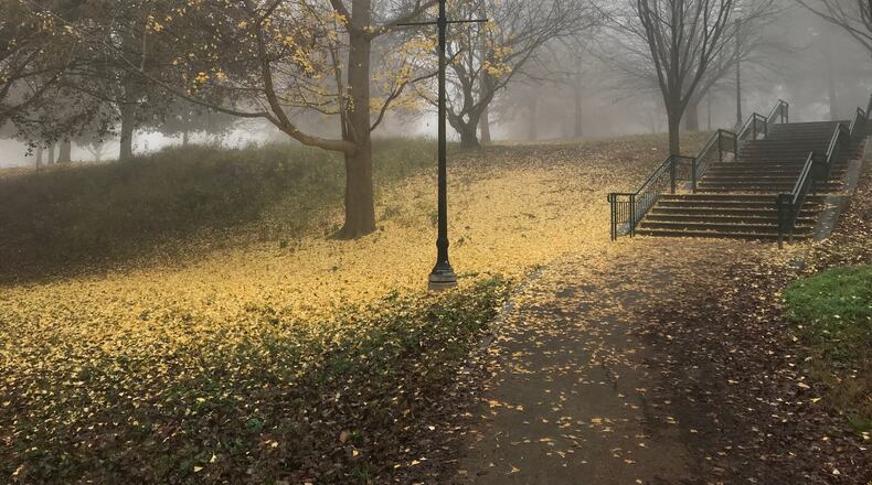 The fallen leaves of this Ginkgo tree created a yellow carpet on a gray December day in Piedmont Park wrote Randy Evans.