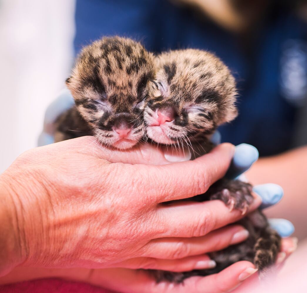PHOTOS: Clouded leopard quadruplets healthy and adorable in Tacoma