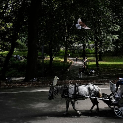 FILE - A horse dawn carriage takes passengers for a loop through Central Park in New York on Aug. 19, 2025. (AP Photo/Seth Wenig, File)