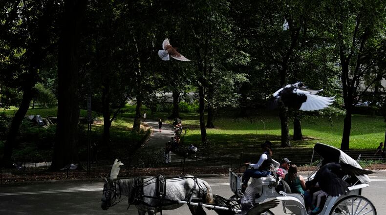FILE - A horse dawn carriage takes passengers for a loop through Central Park in New York on Aug. 19, 2025. (AP Photo/Seth Wenig, File)
