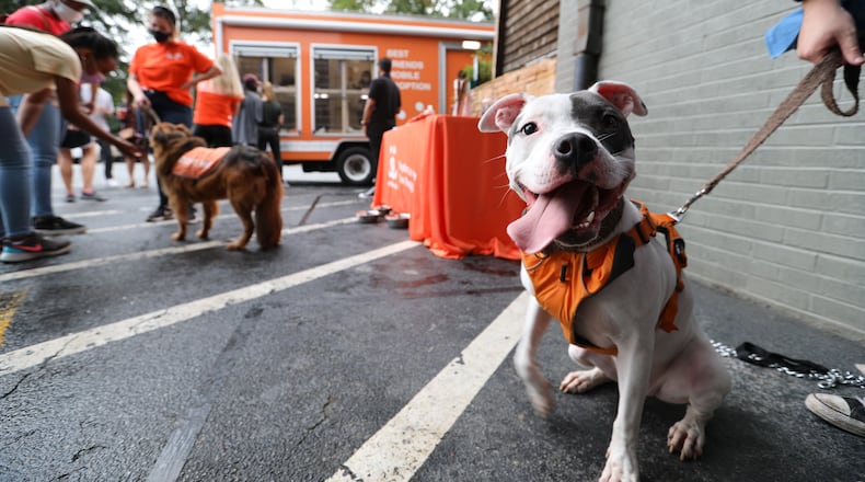 Cats and dogs will be available for adoption at a mobile adoption vehicle Friday in Atlanta. (Photo provided/Courtesy of Best Friends Animal Society)