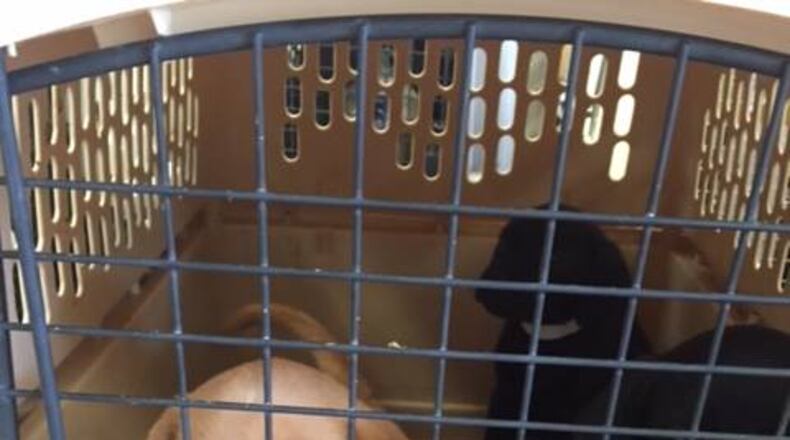 Photo: Atlanta Humane Society