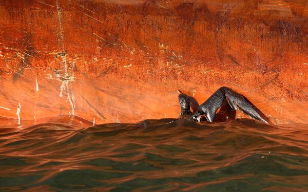 FILE - An oil-soaked bird struggles against the oil-slicked side of the HOS Iron Horse supply vessel at the site of the Deepwater Horizon oil spill in the Gulf of Mexico, off the coast of Louisiana, on May 9, 2010. (AP Photo/Gerald Herbert, File)