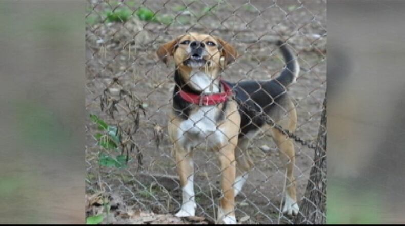 Cobb County commissioners are expected to decide Tuesday night whether to stop allowing tethering for dogs. WSB Radio file photo