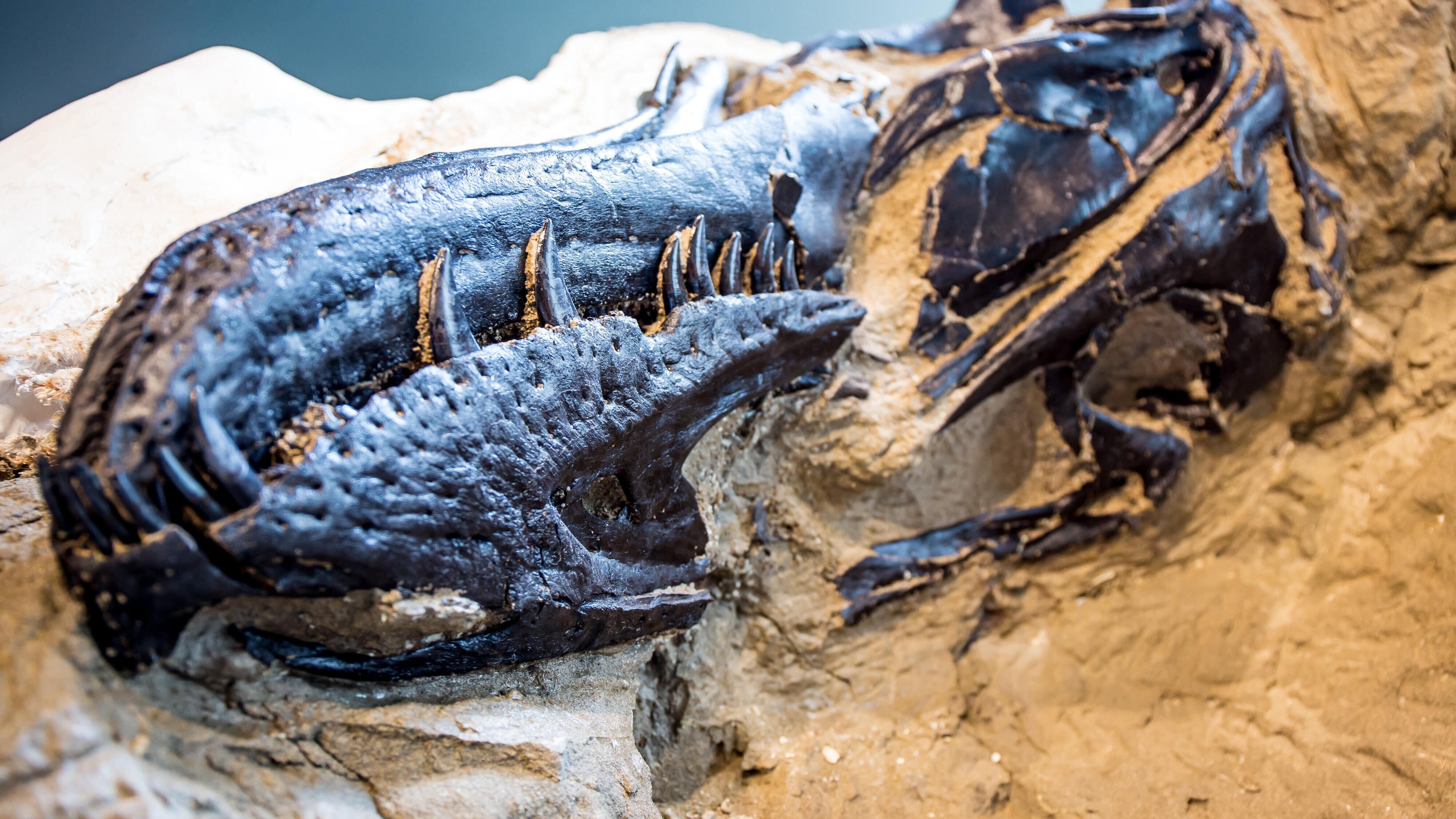 This image provided by the North Carolina Museum of Natural Sciences shows the skull of a tyrannosaur that may be a new species. (North Carolina Museum of Natural Sciences via AP)