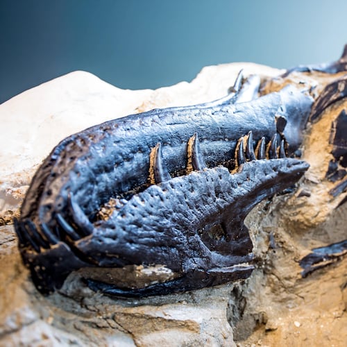 This image provided by the North Carolina Museum of Natural Sciences shows the skull of a tyrannosaur that may be a new species. (North Carolina Museum of Natural Sciences via AP)