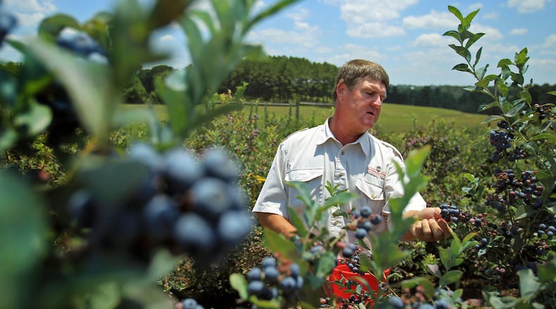 University of Georgia Horticulture Professor Scott NeSmith picks blueberries at the Westbrook Farm at the University of Georgia Griffin Campus on June 19, 2012. JASON GETZ / JGETZ@AJC.COM