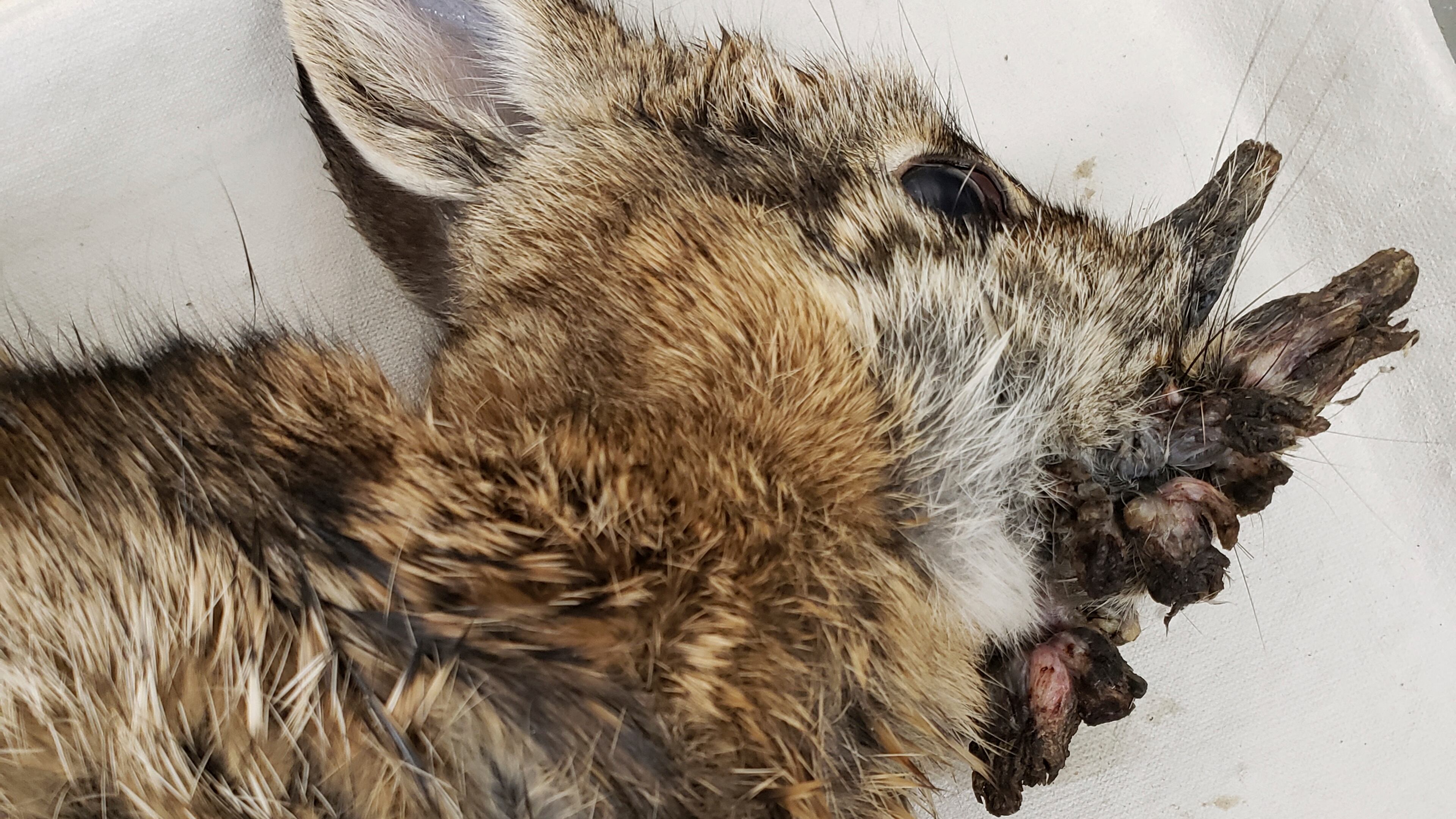 This photo provided by the Iowa Department of Natural Resources shows a deceased Eastern cottontail rabbit infected with Shope papillomavirus in October 2021. (Iowa Department of Natural Resources via AP)