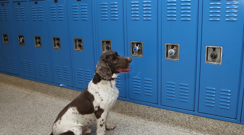 080326 ATLANTA, GA: Rocky, drug dog, sits after making a hit on a locker at Cedar Grove High School on Wednesday,3/26/08. He and officer J.F. Brooks were patroling for drugs. PHOTO BY JOHNNY CRAWFORD/AJC AJC file
