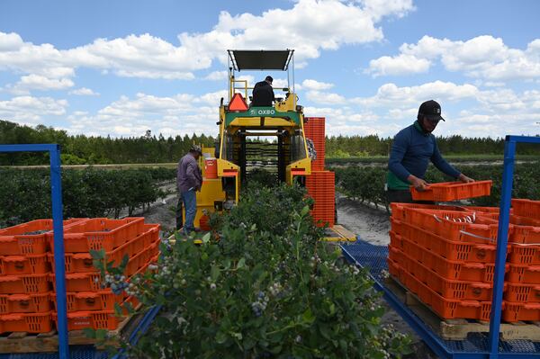 Farmworkers harvest blueberries at Wrigley’s Fields on Tuesday, May 5, 2026, in Bristol, Georgia. Most of the time blueberries must be hand-picked, but machine harvestable blueberries can minimize labor costs for growers. (Hyosub Shin/AJC)