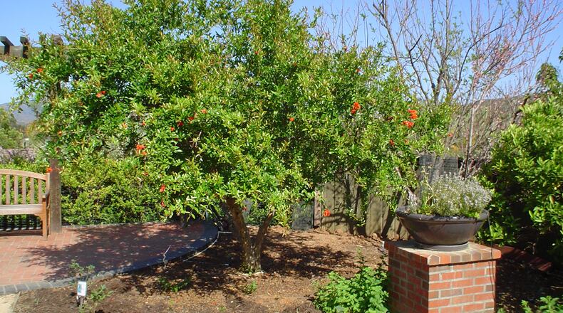 Deep water existing orchard trees to carry them into fall growth season in the West. (Maureen Gilmer/TNS)