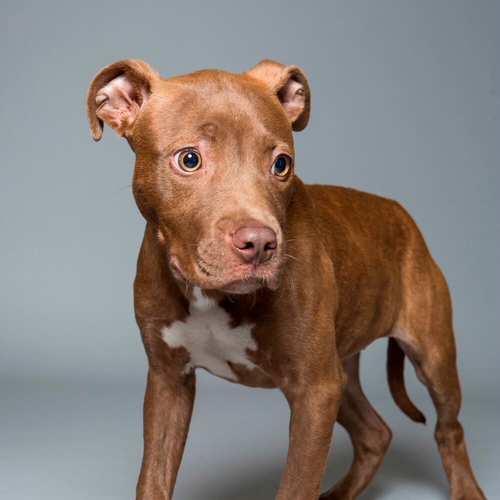 Adoptable Friends from PAWS Atlanta