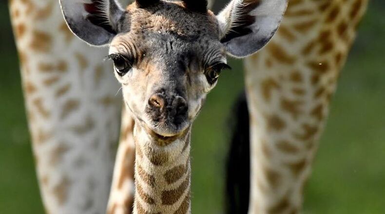 Photo provided by the Cincinnati Zoo & Botanical Gardens.