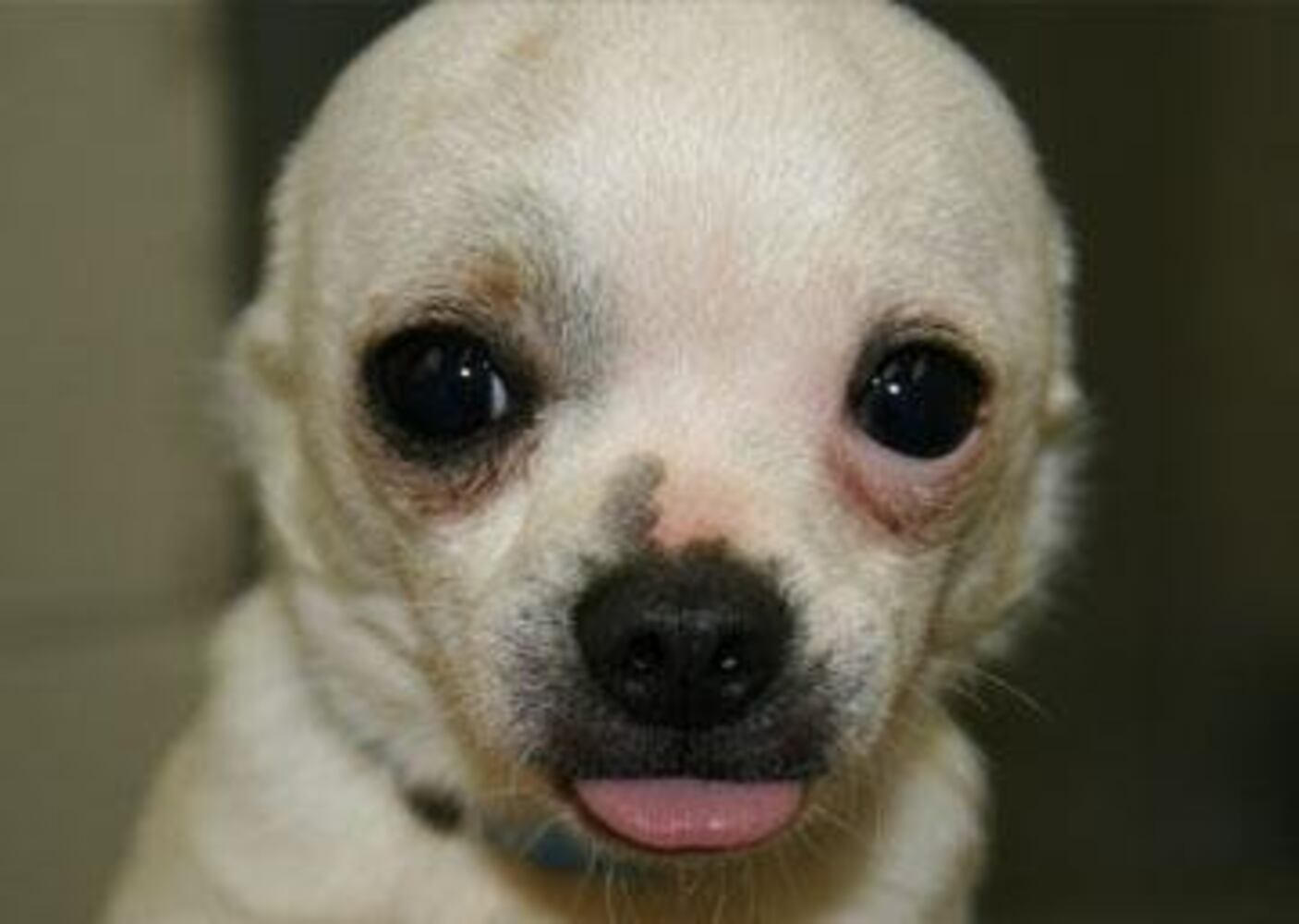 Help Atlanta's adoptable pets find a home: Mar. 24