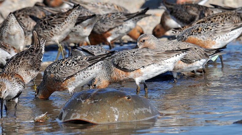 Shorebirds known as red knots gorge on high-energy horseshoe crab eggs enroute to Arctic nesting grounds. An egg-laying horseshoe crab is in the foreground.
(Courtesy of U.S. Fish and Wildlife Service)