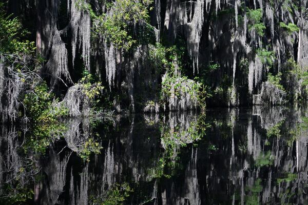 Blackwater of the Okefenokee Swamp, caused by tannins leached from decaying vegetation, reflects cypress trees at the Okefenokee National Wildlife Refuge, Tuesday, August 12, 2025, in Folkston. (Hyosub Shin/AJC)