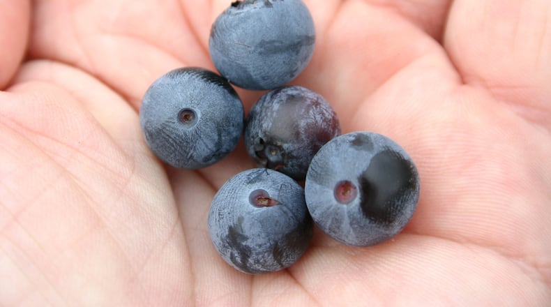 The value of a blueberry harvest in Georgia runs to more than $255 million. (AJC archive photo)