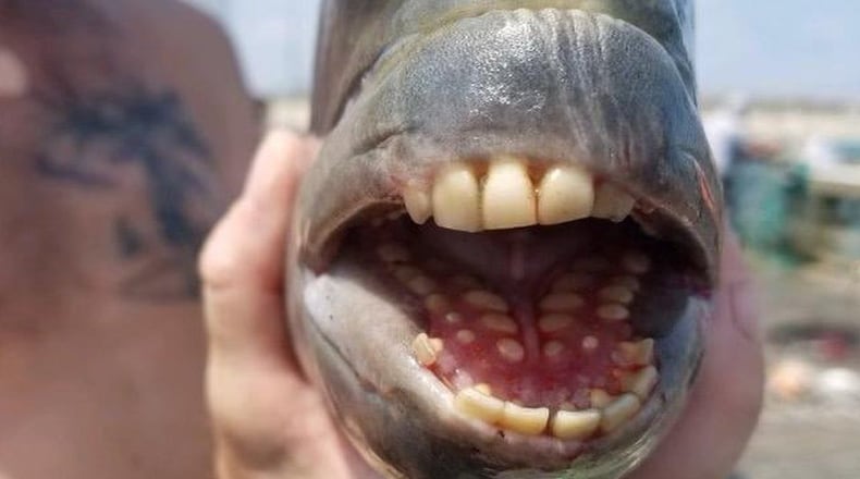 A fish with human-like teeth and a smile that only a mother could love is causing a buzz on social media after being snagged in the Outer Banks of North Carolina earlier this week. Fishermen in Nags Head assure the public that the sheepshead fish is not a freak of nature despite its unusual grin.