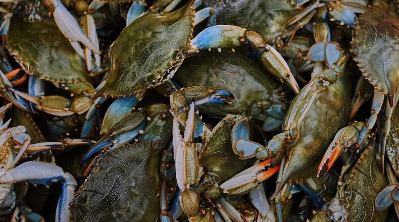 Blue crabs are seen inside a crate in a processing plant in Scardovari, in Italy's Po River Delta, Aug. 21, 2026. (AP Photo/Nicolo Lupone)