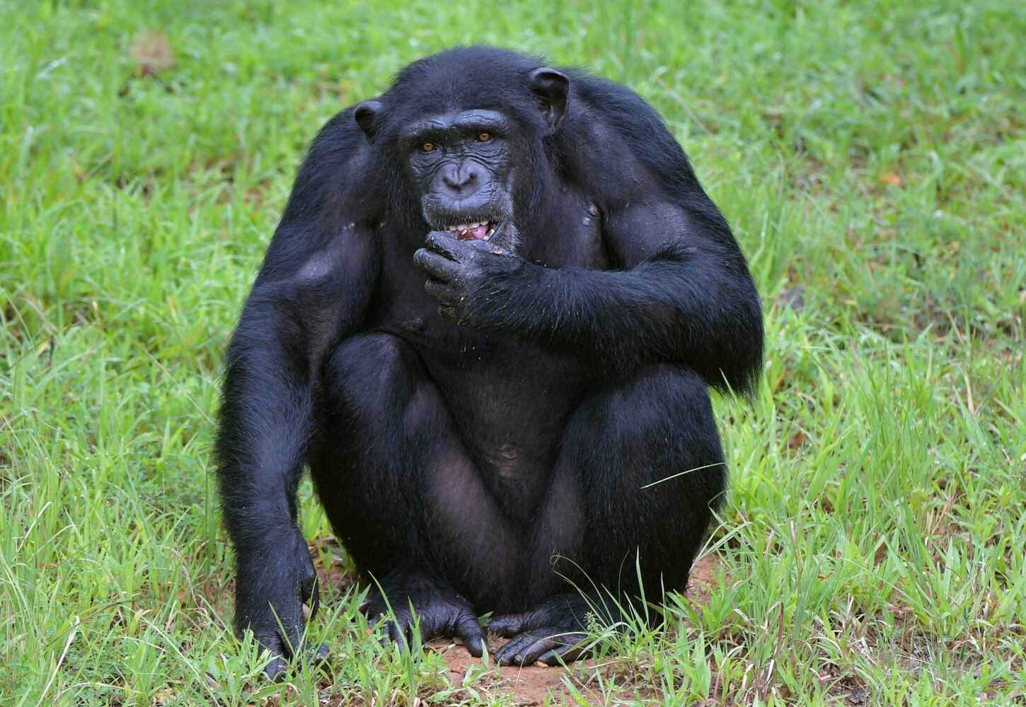 Project Chimps offers new life for research animals