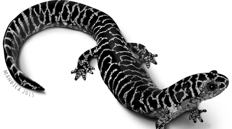 The frosted flatwoods salamander, pictured here, is the rarest amphibian in Georgia. The Atlanta-based Amphibian Foundation has the world’s only captive population of the animal and is trying to produce the salamander’s offspring and return them to the wild. (Illustration: Mark Mandica)