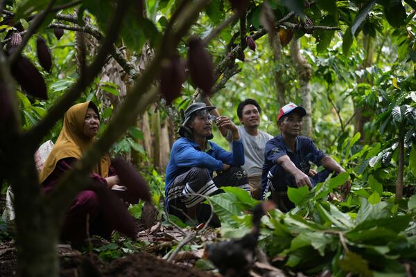 Tari Santoso, in white, rests with other farmers at a cocoa plantation in Tanjung Rejo, Lampung province, Indonesia, Wednesday, Feb. 19, 2025. (AP Photo/Dita Alangkara)