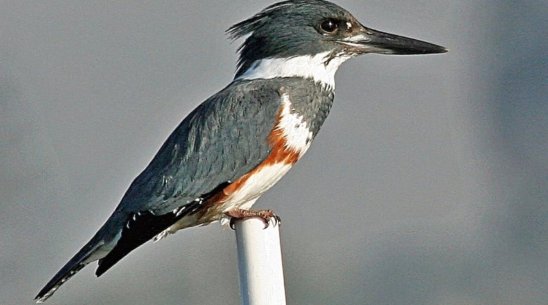 The belted kingfisher is one of few bird species in which the female is more colorful than the male. The female belted kingfisher, like the one shown here, has a distinctive rust colored belt below a belt of blue across a white chest. The male has no second belt. Photo Credit: “Mike” Michael L. Baird/Creative Commons